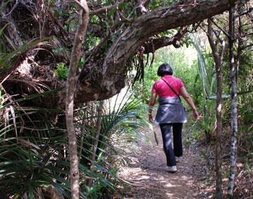 Walking through regenerating native forest on the way to Whale Bay