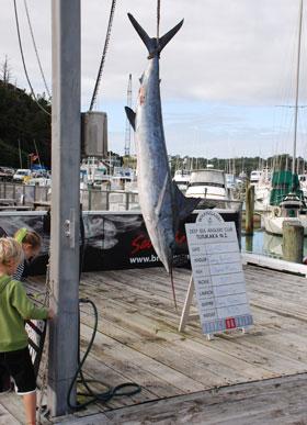 Marlin being weighed in at Tutukaka