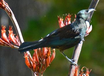 Tui stopping by for dinner