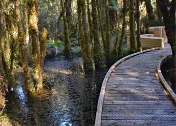 Swamp Forest at the Ship Creek DOC Reserve