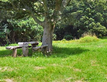 Picnic table under a tree