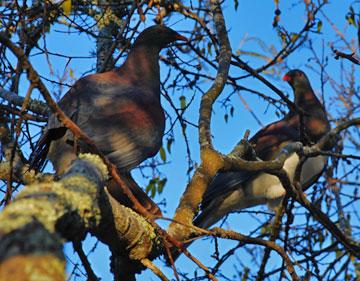 Two large Keruru - native wood pigeons