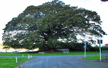 Moreton Bay Fig in Pahi Reserve
