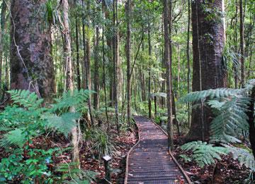 A stand of seedling kauri