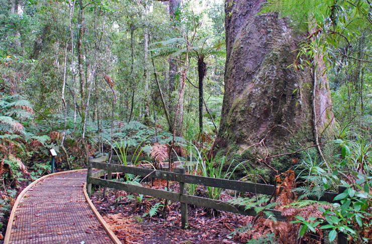 Forest board walk