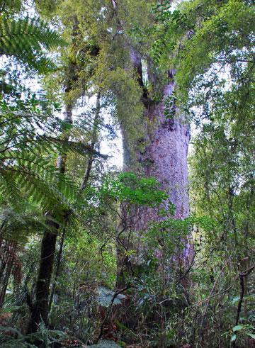 1,500 year old kauri