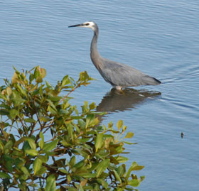 Blue Heron posing in the estuary alongside the camp grounds