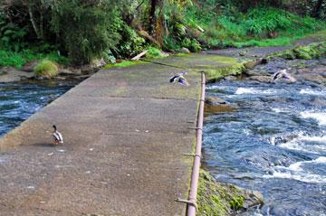 Footbridge across the river