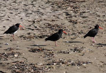 Family of Oyster Catchers