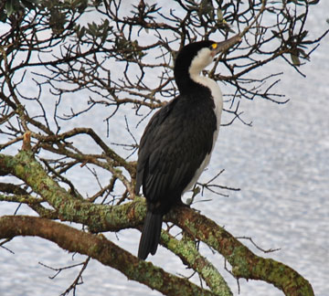 NZ Pied Shag overlooking the river