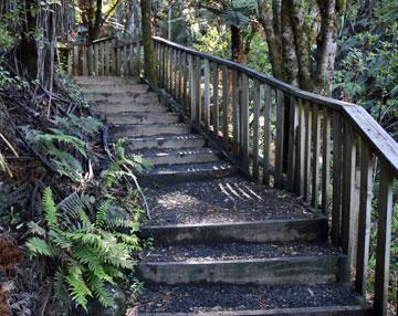 Bridge on the Kahikatea walk