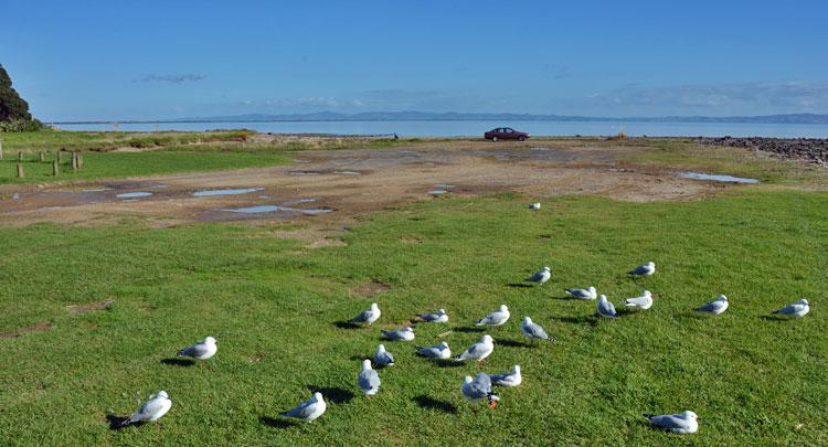 Tararu Beachfront Reserve