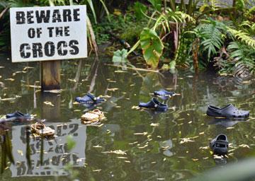 Beware of the Crocs