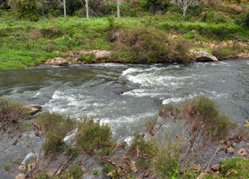 The Ohinemuri River