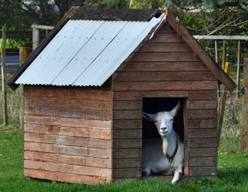 Friendly goat