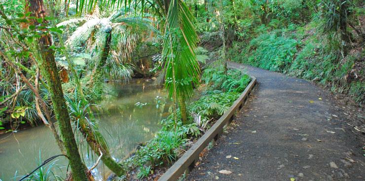 Bush walk leading to the Bridal Veil Falls