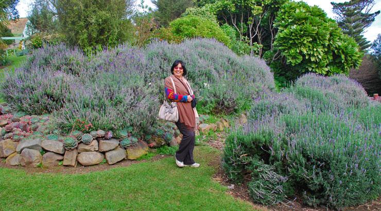 Shuping in the Lavendar garden