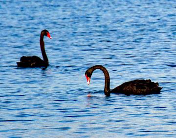 Black swans on the lake