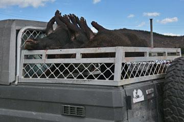 Wild boars stacked up on the back of a ute