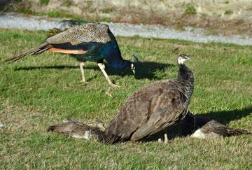 Peacock family