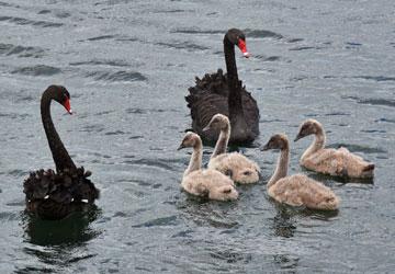 Black swan family