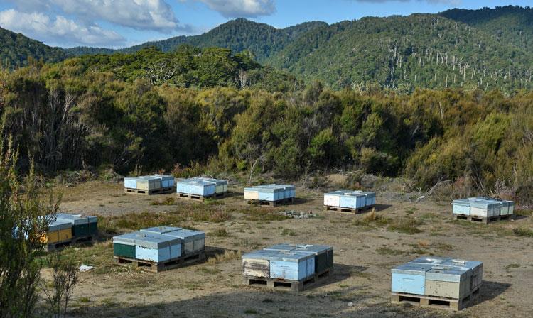 Beehives near the carpark