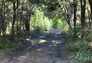 Overgrown driveway to the river parking area