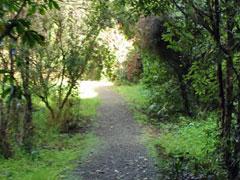 Walking through New Zealand bush