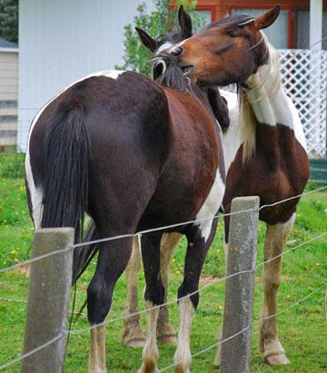 Local horses grooming each other