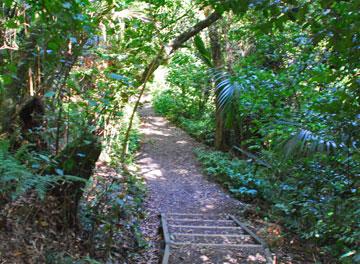 Further along the forest walk