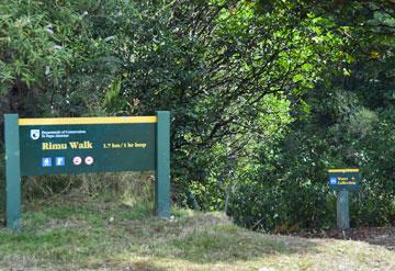 Rimu bush walk