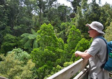 Viewing the forest from the top of the platform