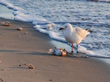 Seagull dining on a fish head - evidence that there is good fishing in the harbour