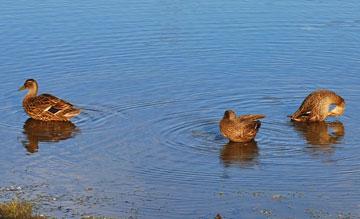 with some ducks to keep them company