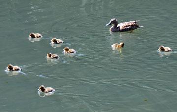 Family of ducklings on the lake