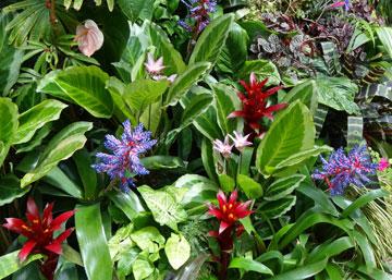 Display of orchids in flower