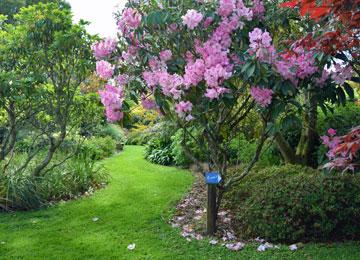 Rhododendrons in full bloom