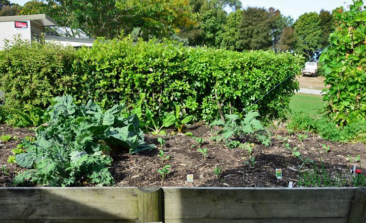 Guests vegetable garden