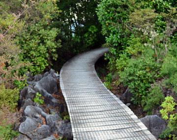 boardwalk through native bush