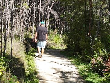 Walking track through the bush