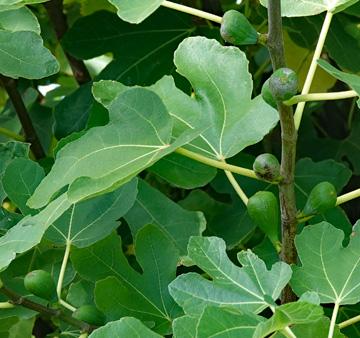 Ripe figs in season