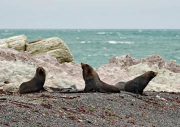 Fur seals resting