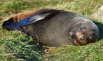 The adult seal who kept us company overnight