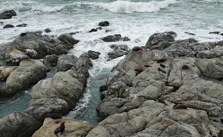 Seals in their natural habitat