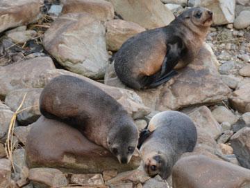 Seals relaxing
