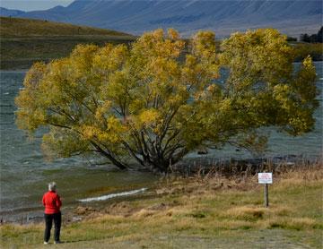 Trees growing in the lake