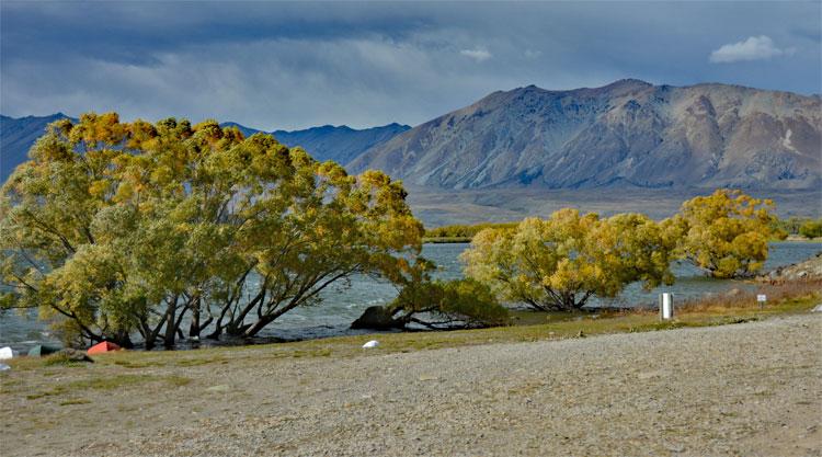 Trees growing in the lake