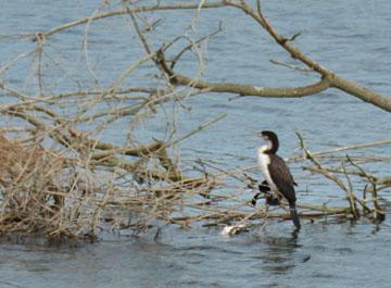 Black shag - maybe also fishing