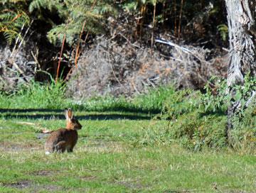 Wild rabbits