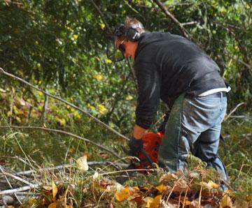 Council contractor busy with a chainsaw